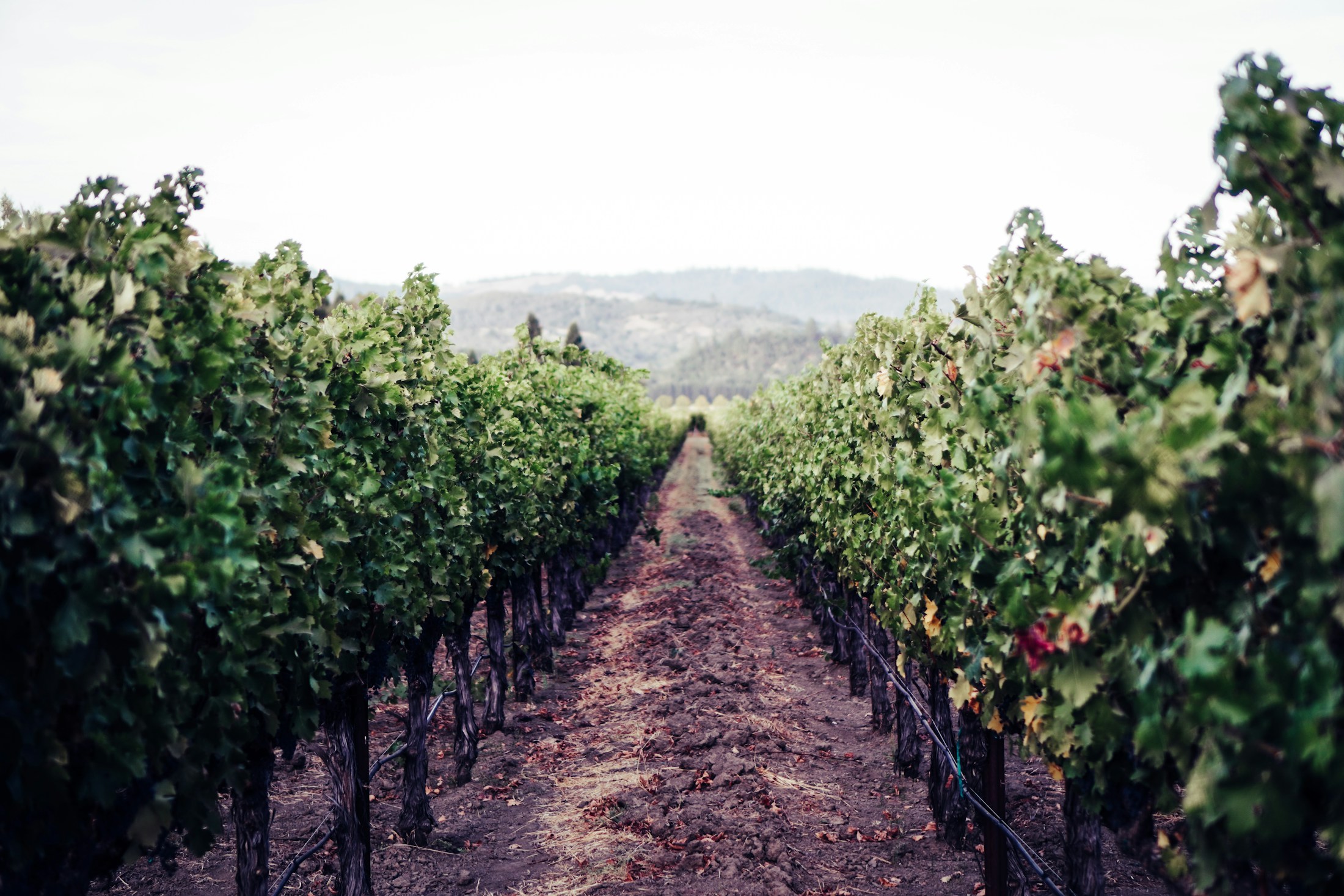 Vineyard rows and soft hills in Napa Valley